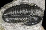 Detailed Gerastos Trilobite Fossil - Morocco #141683-3
